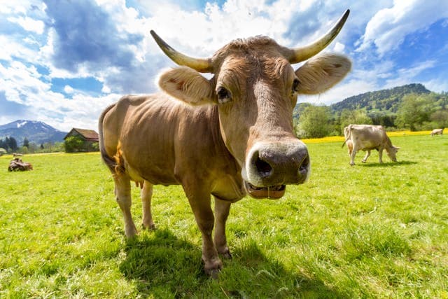 Inspiration for The Smiling Cow's Tale