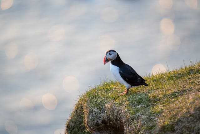 Inspiration for Puffin's Cliffside Secret
