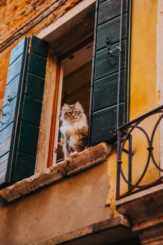 Inspiration for Whiskers & Wonders