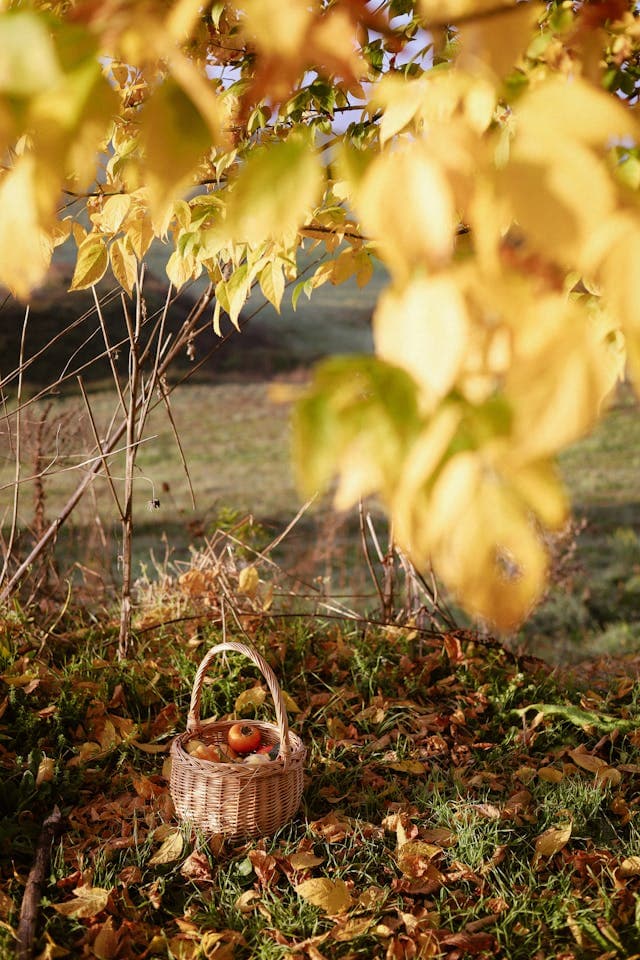 Inspiration for The Golden Basket
