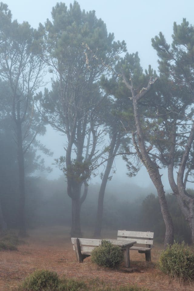 Inspiration for Misty Forest Stories