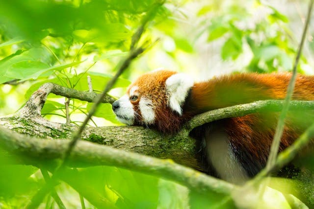 Inspiration for Panda's Forest Secret
