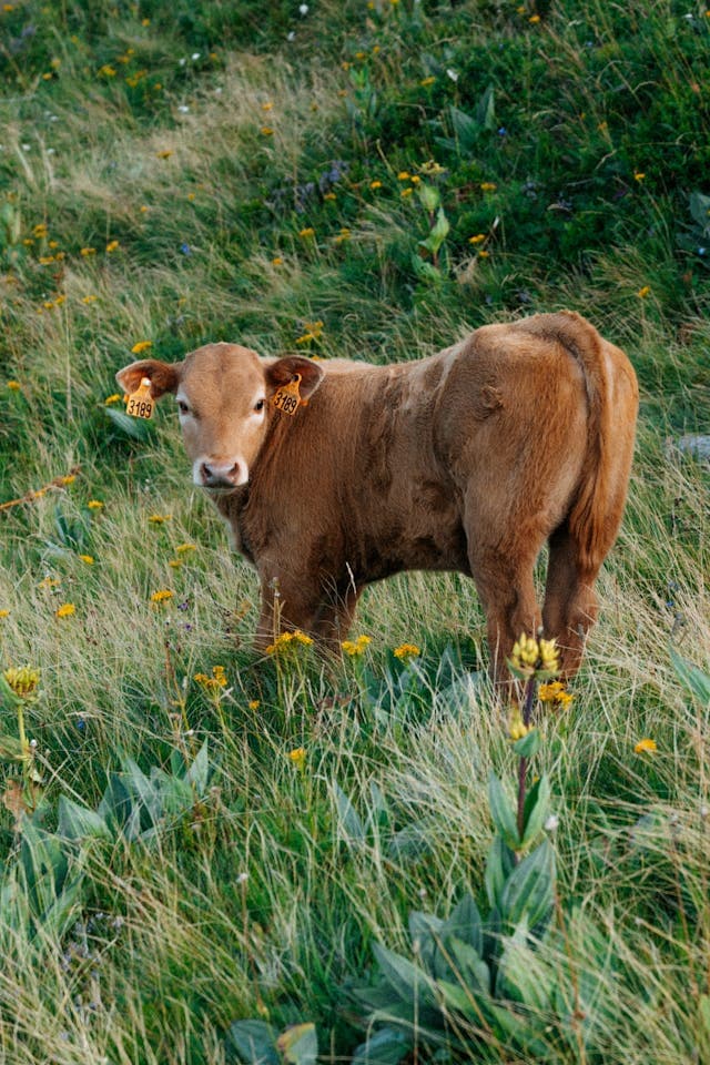 Inspiration for Meet Calf 3189!