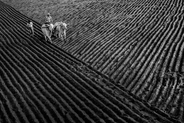 Inspiration for The Field's Story