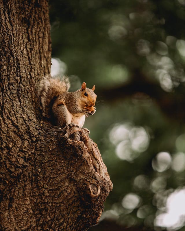 Inspiration for Squirrel's Secret Story